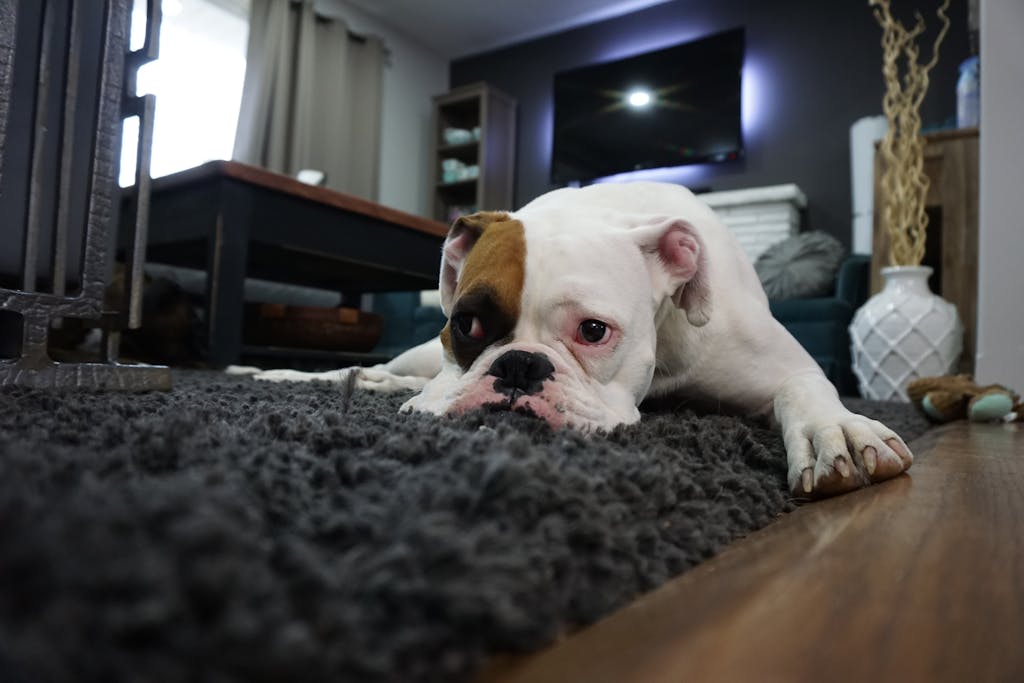 dog don’t feel like journaling